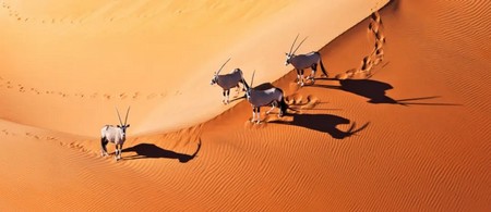 PN Etosha - Namibia