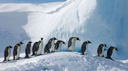 Pinguinos