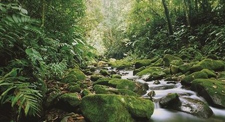 Bosque Nuboso Monteverde