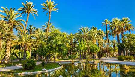 Palmeral de Elche