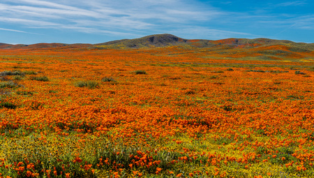 Antelope Valley California Poppy Reserve