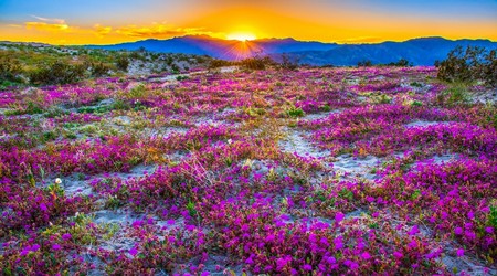 Parque Estatal Desierto de Anza-Borrego