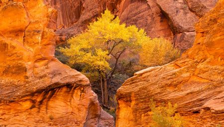 Coyote Gulch