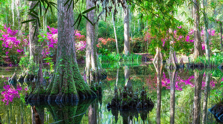 Magnolia Plantation and Gardens