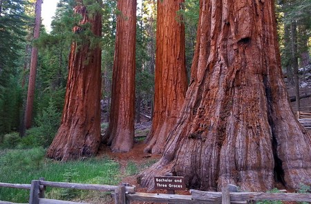 Mariposa Grove