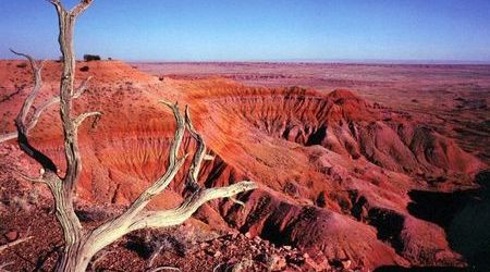 Petrified Forest