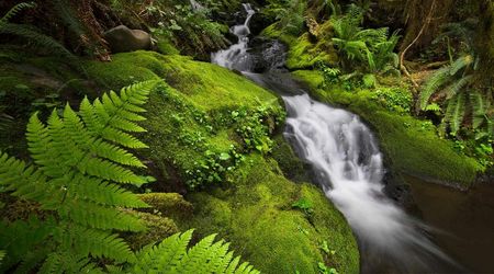 Quinault Rain Forest